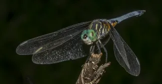 A dragonfly perched on top of a small twig