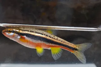 A small fish with red, white, black and gold stripes and yellow fins. 