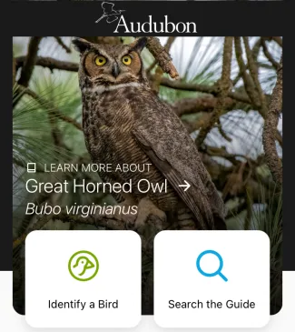 A screenshot of the Audubon Bird Guide app