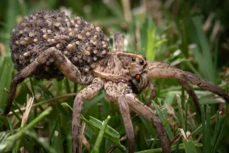 A brown spider with multiple spiderlings on its back. 