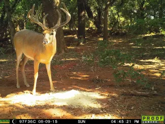 White-tailed buck captured on a trail camera