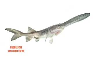 A long fish with a spoon-like snout.