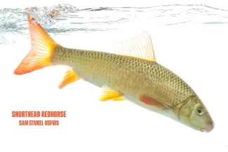 A long yellowish fish with reddish fins
