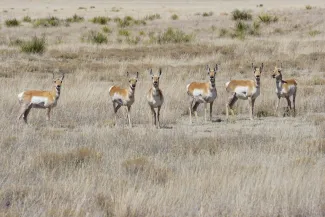 A group of six pronghorn stand in a shortgrass prairie. 