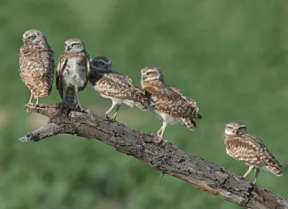 Five stocky brown birds perch on a dead branch. 