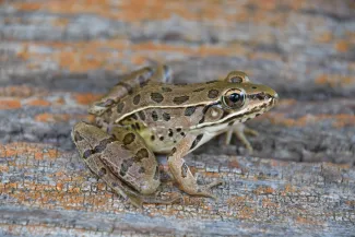 A green and brown spotted frog.