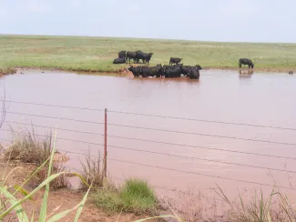 Black cows standing in a muddy pond. 