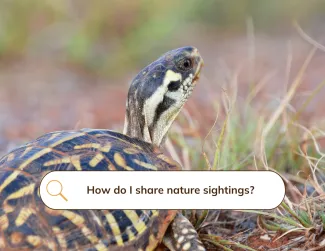 A black and yellow turtle with a search bar superimposed asking "How do I share nature sightings