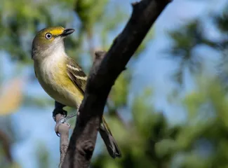 A yellowish bird with a noticeable "white" eye perches on a branch. 