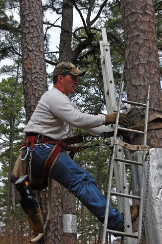 A biologist climbs a tree with equipment strapped to his harness.