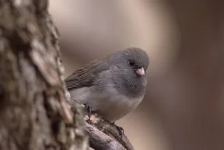 A brownish gray bird perches beside a tree.