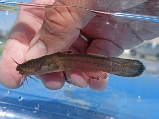 A small brown fish is displayed in a clear container