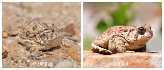 A side by side comparison of a lizard and a toad. 