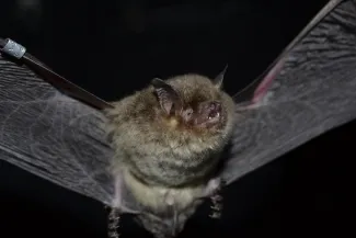 A small brown bat with its wings extended. 