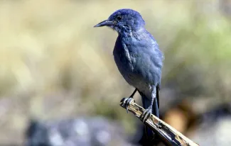 A relatively uniform dark blue bird perches on a branch.