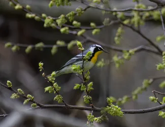 A black, gray, and white bird with a bright yellow throat perches on a budding tree.
