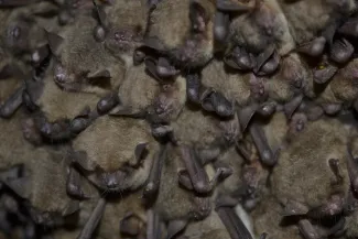 Dozens of small bats roost together at Alabaster Caverns State Park