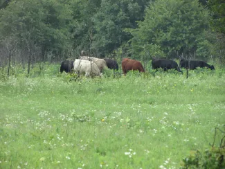 A herd of cattle feed in a grassy pasture. 