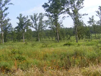 An open field with native grasses and forbs with trees in the background. 
