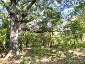 A large red oak tree with a wide, open crown and horizontal limbs. 