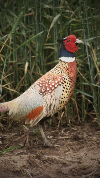 A photo of a male Ring-necked Pheasant in Oklahoma.