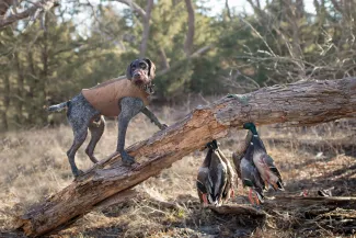 a dog stands next to retrieved waterfowl