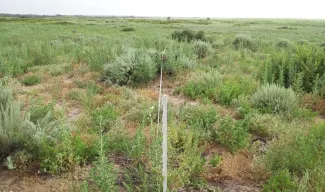 A landscape image in a sand sagebrush habitat with a measuring tape stretched in the middle of the image. 