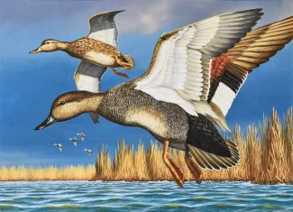 WINNER duck stamp 2024-5