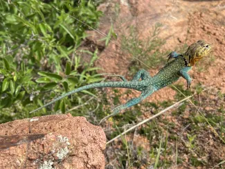 A lizard with a blue green body and yellowish head jumps from a rock with limbs splayed.