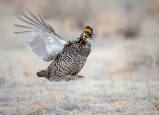 A brown and white streaked bird with an orange eye comb jumps in the air with its wings extended. 
