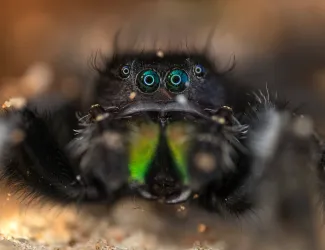 A black spider with green mouthparts and four of its eight eyes showing faces the camera.