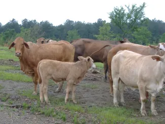 A handful of brown cattle stand around a young calf. 