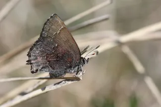 A small brown butterfly is perched on a piece of grass.