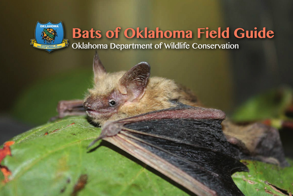 Bats of Oklahoma Field Guide