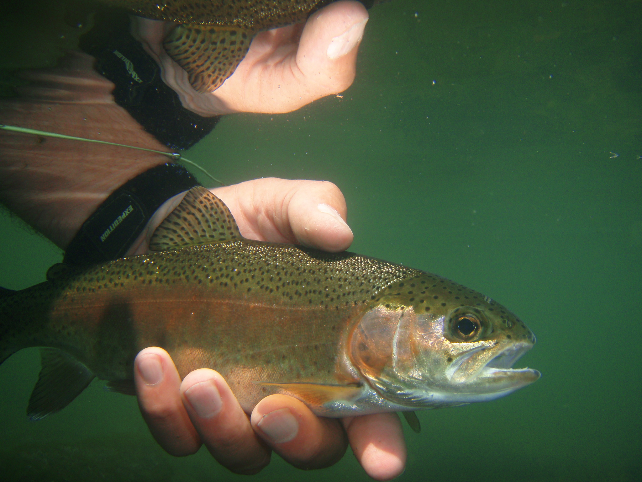 Warm Water Delays Trout Stocking at 2 Seasonal Sites
