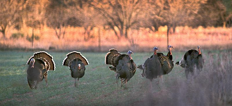 Land management practices that can benefit wild turkeys will be among topics discussed at a free Wild Turkey Field Day on June 15 at Packsaddle Wildlife Management Area. (WILDLIFEDEPARTMENT.COM)