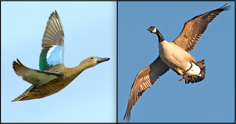 Teal and Canada goose flying in sky.