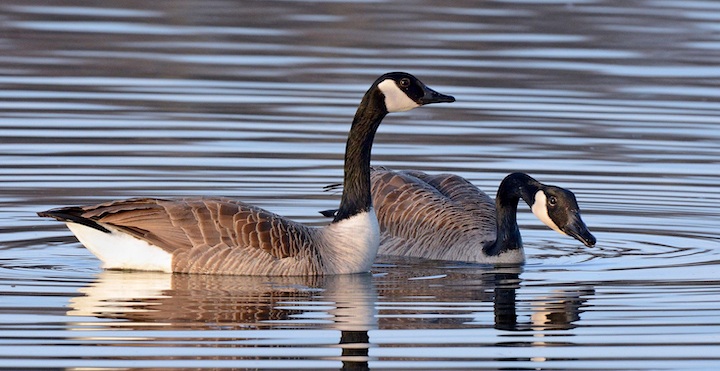 The Canada goose is the subject that artists will depict for their entries into this year's Oklahoma Waterfowl Stamp design contest. Entries are due Aug. 1. (Jim Hudgins/USFWS)