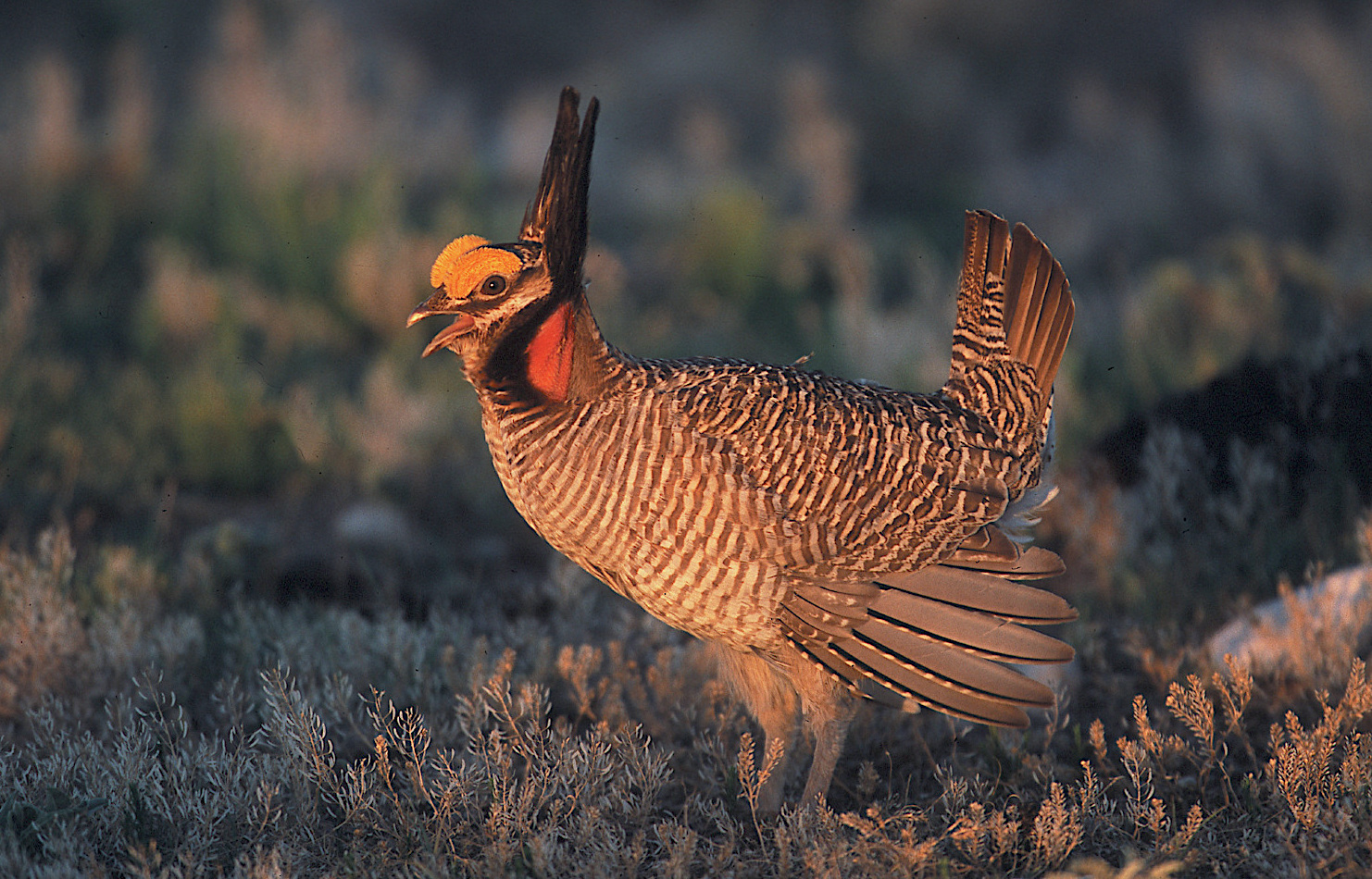 The latest aerial surveys indicate the breeding population of lesser prairie-chickens continues to grow at a rate of about 3,000 birds per year since 2013. (Gary Kramer/NRCS-USDA)