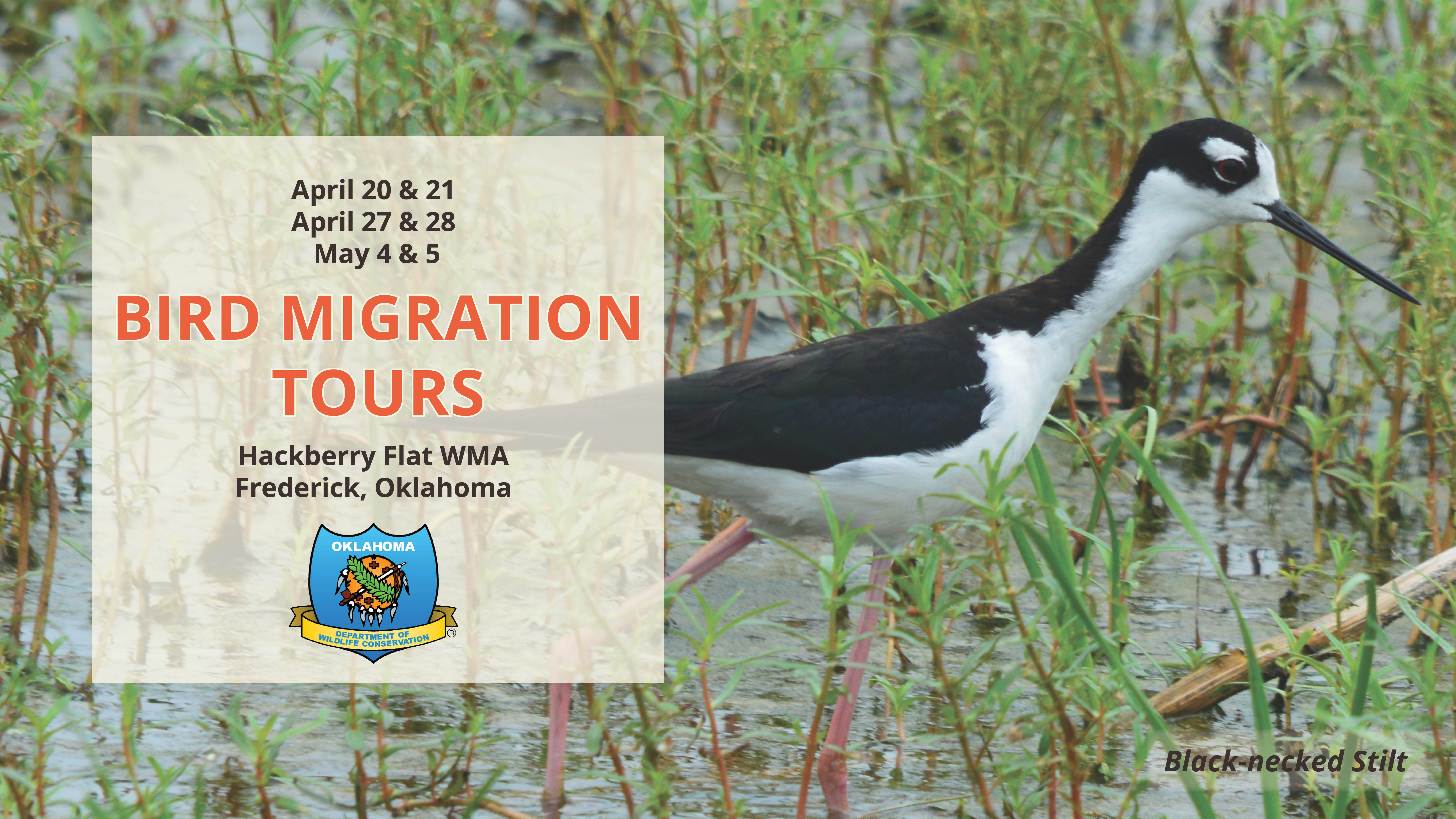 Migration Tours FB Cover