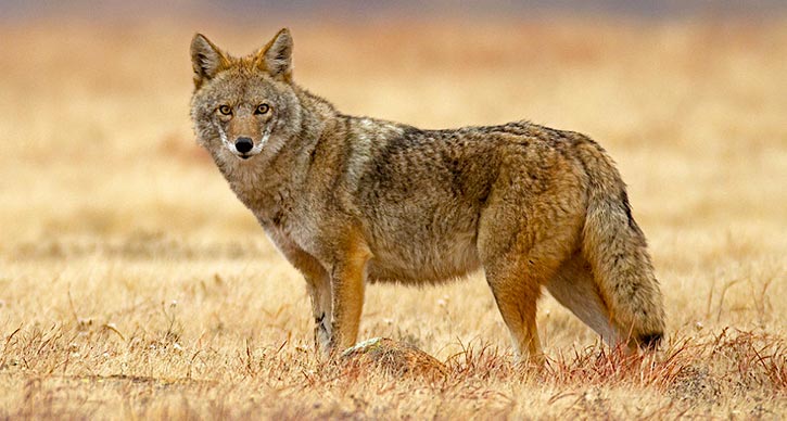 Coyotes may be harvested anytime during daylight hours by anyone with a hunting license, and they may be harvested at night with a free permit issued by a Game Warden from the Wildife Department. (Photo: David Strozdas/Readers' Photo Showcase 2019)