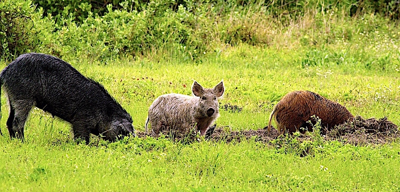 As part of a concerted effort to deal with a growing problem with feral swine in Oklahoma, the Wildlife Department has made night-shooting exemptions available for registered properties. Upon registration, a permit is issued that grants landowners and their designees the ability to legally shoot feral pigs at night when they are most active. Go to www.wildlifedepartment.com for details.  (NASA PHOTO)