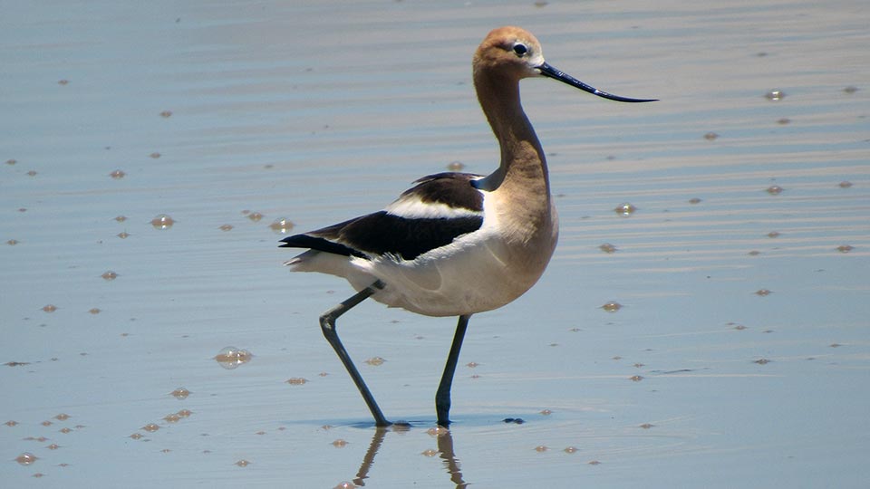Shorebird in water.