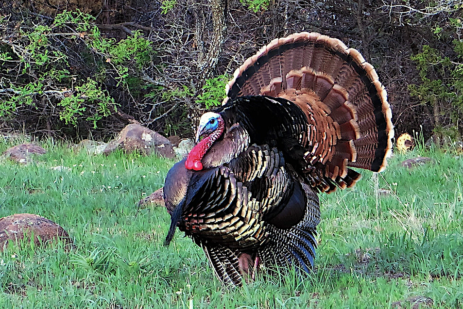 Wild turkey hunting season opens April 6 across Oklahoma except the eight southeasternmost counties. This year's Gobbler Report indicates bird numbers have declined in most areas. (Photo: Juanita Harris/Readers' Photo Showcase 2017)