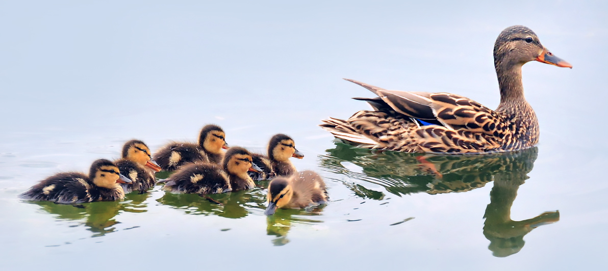 Mallard brood