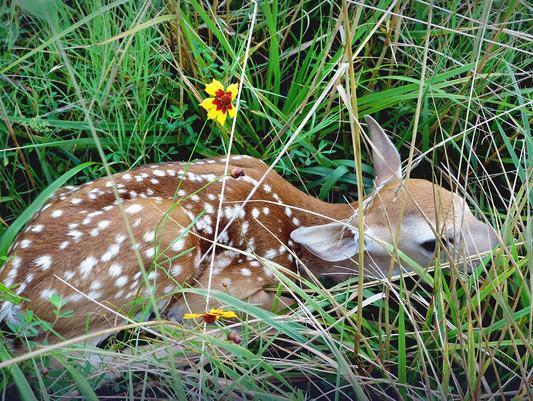 Fawns are periodically left alone, which is normal behavior for the doe. People who come across young wildlife are urged to leave the animals alone. (Matt Johnston/RPS 2016)