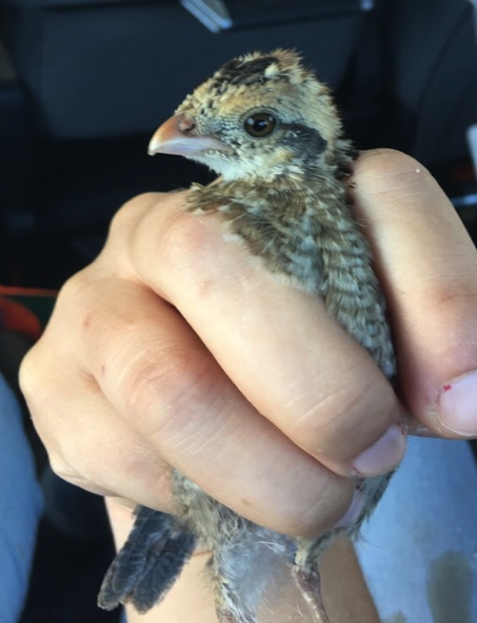Bobwhite quail chick caught at Cross Timbers WMA at the end of August. (Photo by Paige Fogarty)