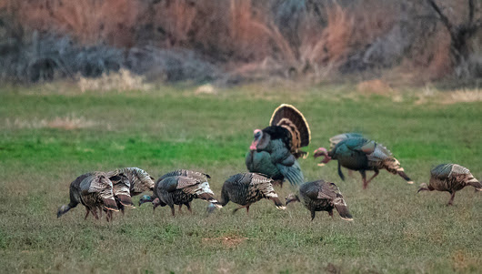 Gobbler activity is picking up ahead of Saturday's turkey hunting season opener across most of the state. (Matt Haney/Readers' Photo Showcase 2015)