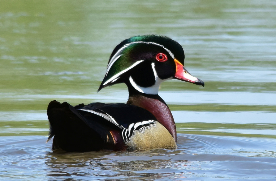 Artists must submit entries by Aug. 1 for the Oklahoma Waterfowl Stamp Design Competition. The subject for the contest is the wood duck. (USFWS Photo)