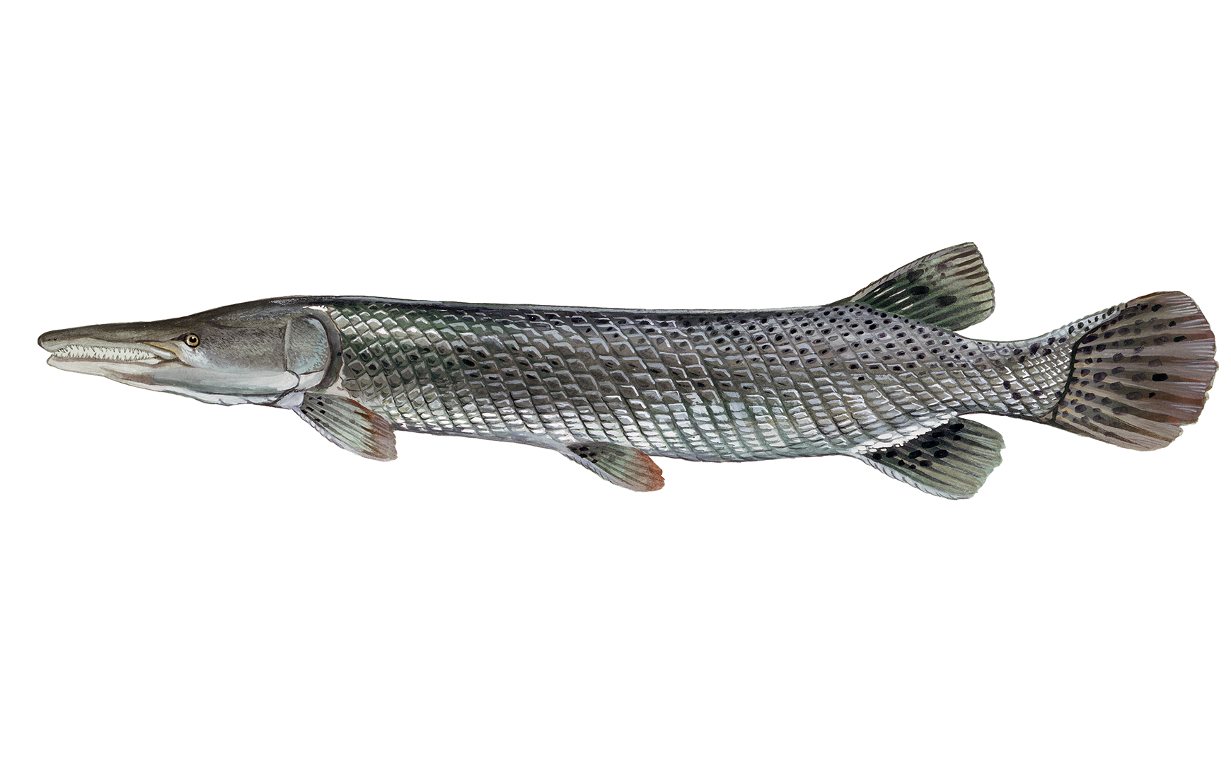 Alligator Gar Sportfish ID
